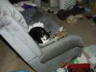 ourliteratecat_small.jpg